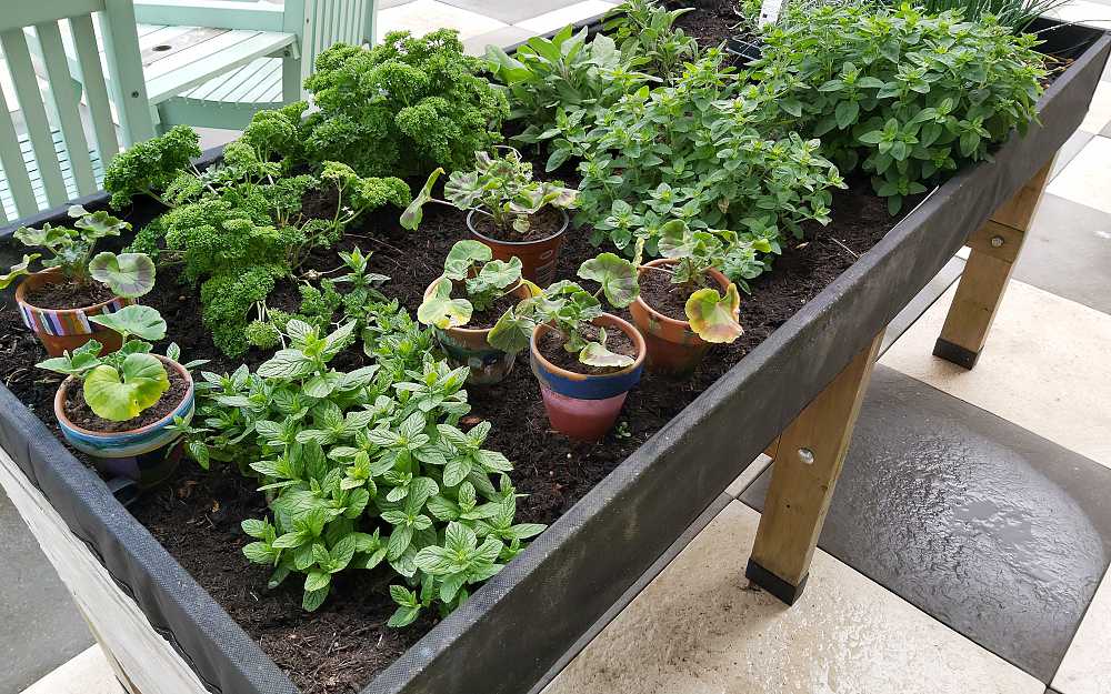 The herb garden at The Check House