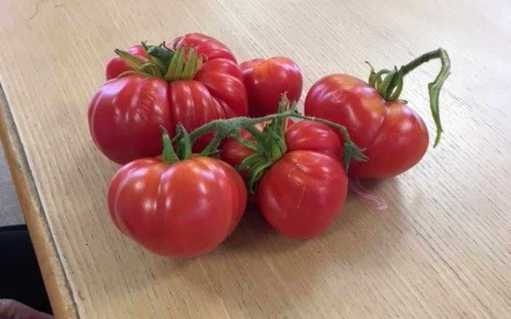 Tomato Picking 3